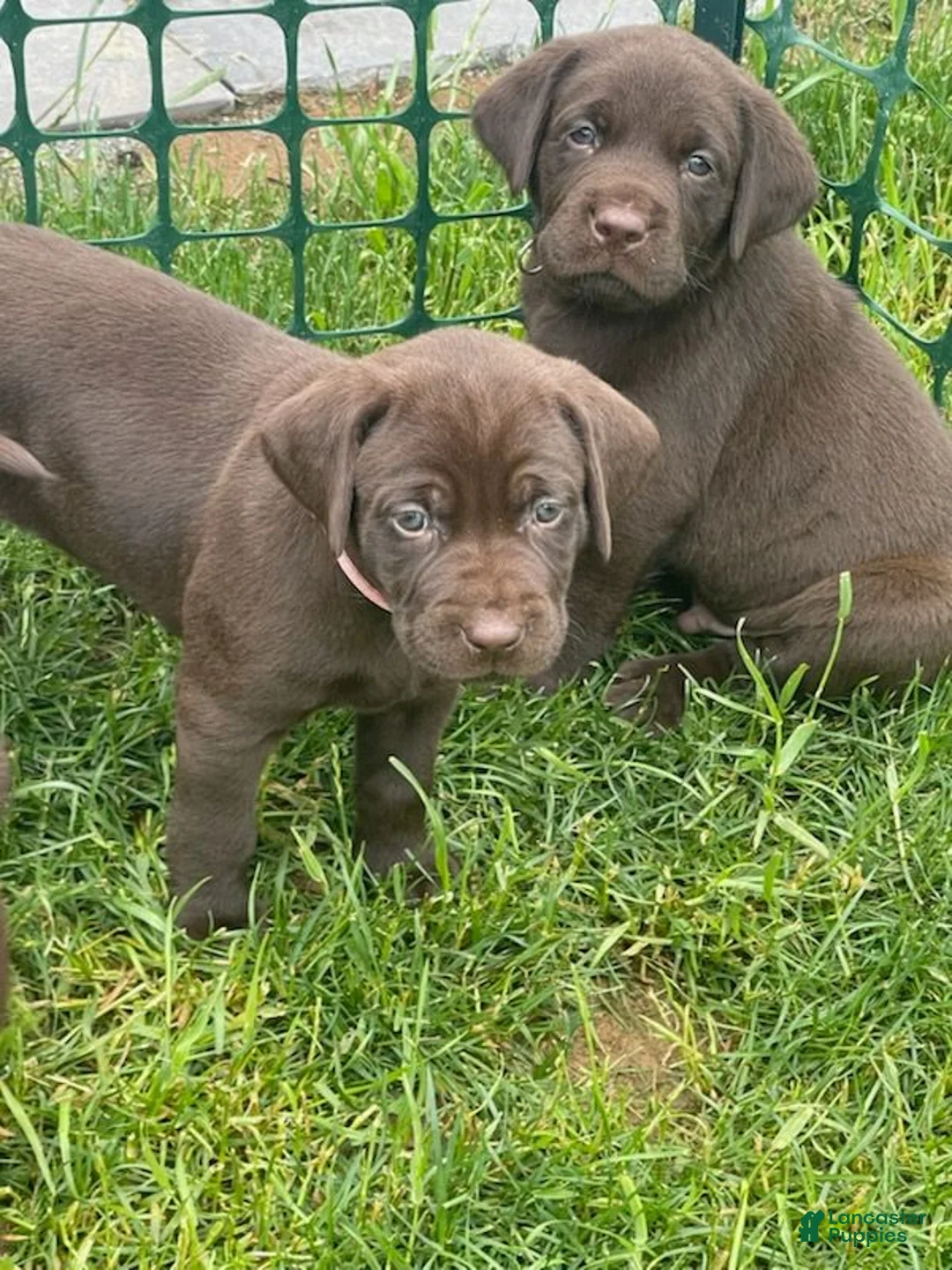 Labrador Retriever dogs for sale: Labrador Retriever Light Pink Collar - Ad 1
