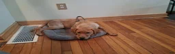 Labrador Retriever dogs for sale: Labrador Retriever 1 - Ad 3