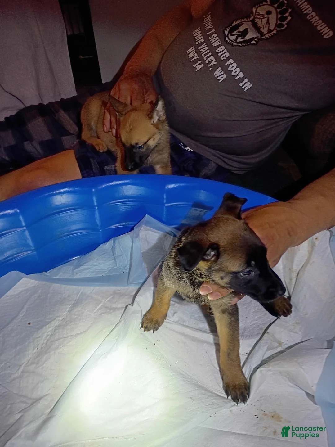 Mixed Breed dogs for sale: Mixed Breed 1 - Ad 1