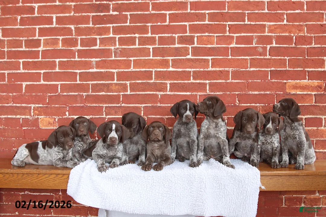 German Shorthaired Pointer dogs for sale: Bonnie - Ad 3