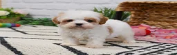 Cavapoo dogs for sale: Patty  - Ad 8
