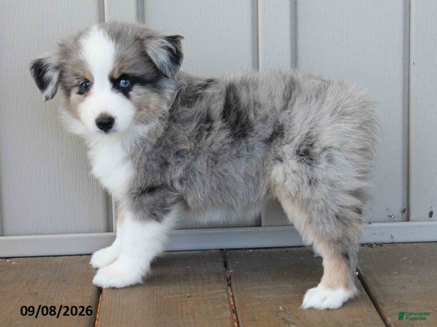 Australian Shepherd dogs Doris - Ad 2