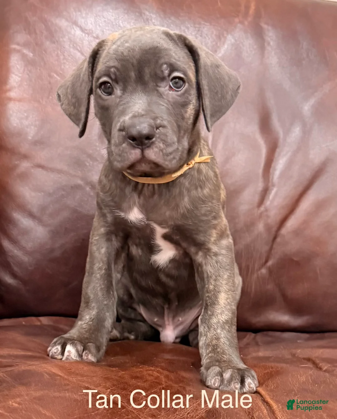 Cane Corso dogs for sale: Cane Corso Puppy Male Tan Collar - Ad 3