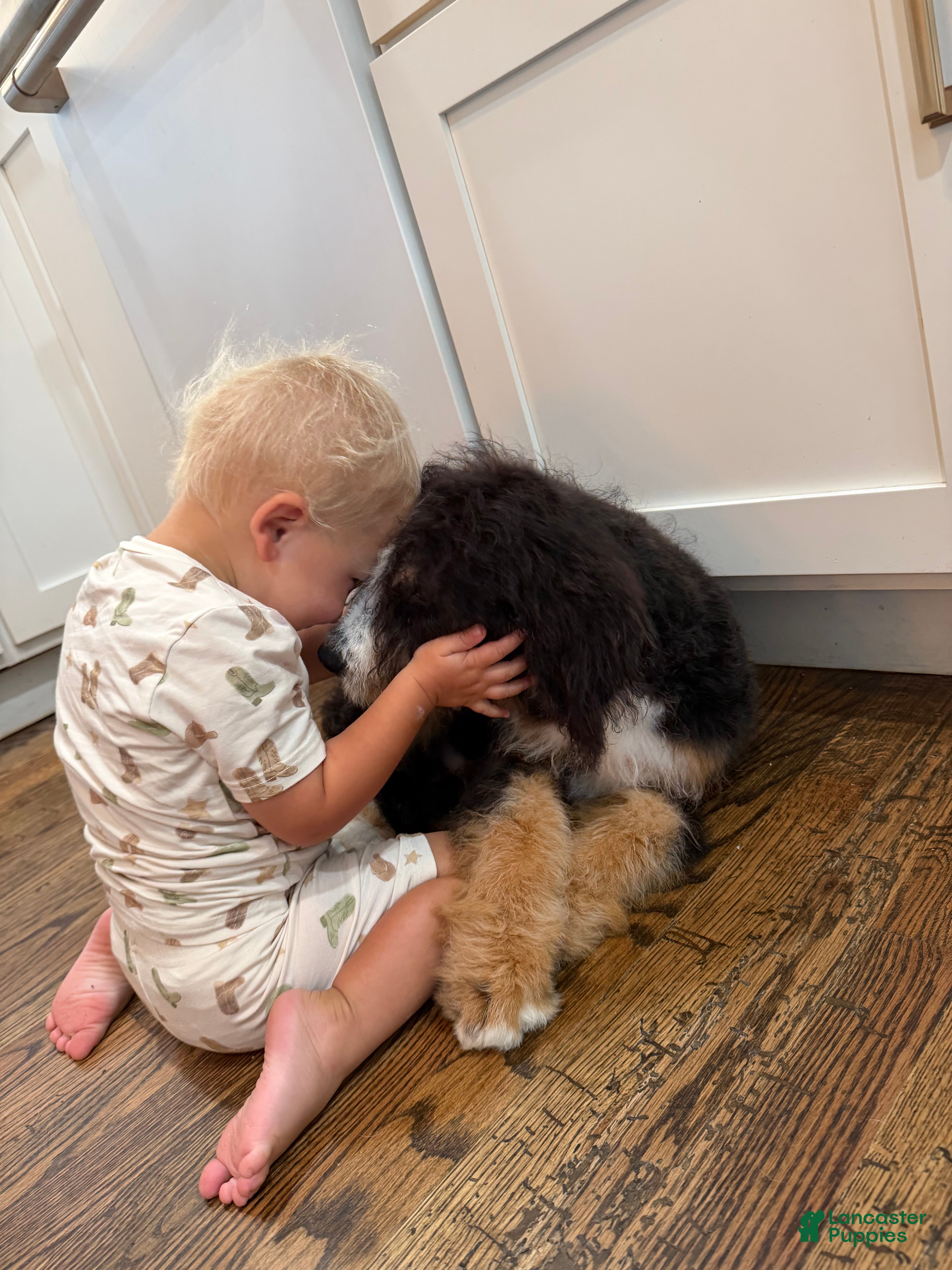 Bernedoodle dogs Bourbon “kid friendly ” Raised with kids  - Ad 2