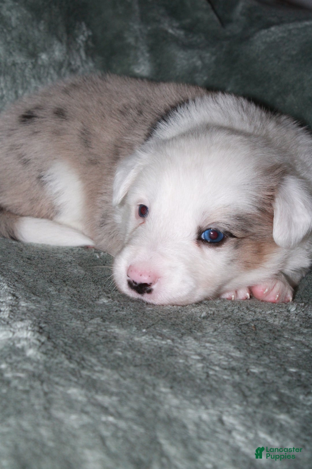 Mixed Breed dogs for sale: Poppy - Ad 2