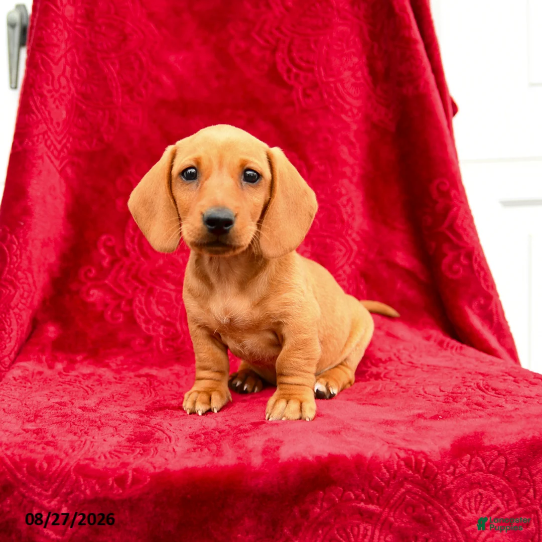 Miniature Dachshund dogs for sale: Sammi - Ad 3