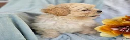 Shihpoo dogs for sale: Marshmallow - Ad 8