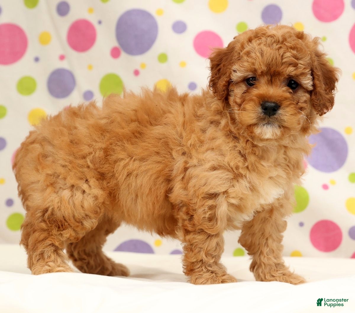 Cavapoo dogs Abbigail - Ad 1