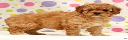 Cavapoo dogs for sale: Abbigail - Ad 1