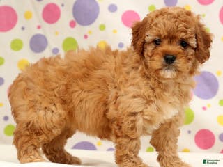 Cavapoo dogs Abbigail - Ad 1