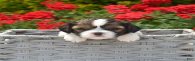 Petunia 