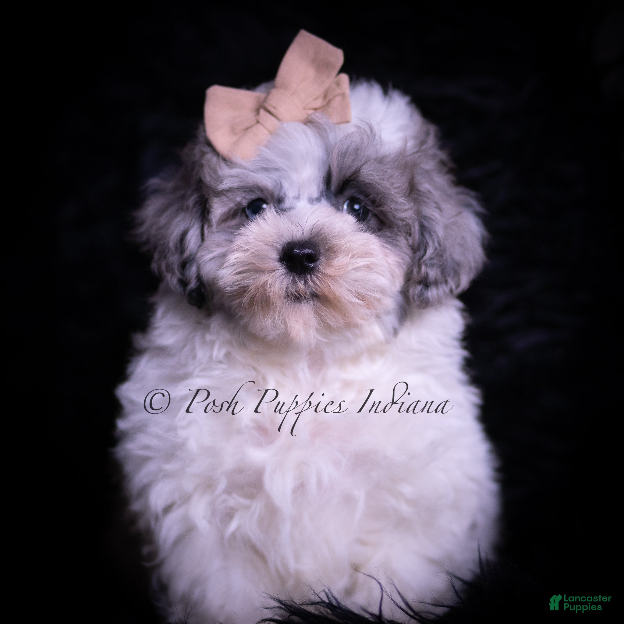 Maltipoo dogs Duggie F1 - Ad 26