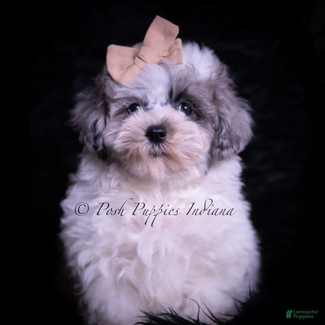 Maltipoo dogs for sale: Duggie F1 - Ad 1