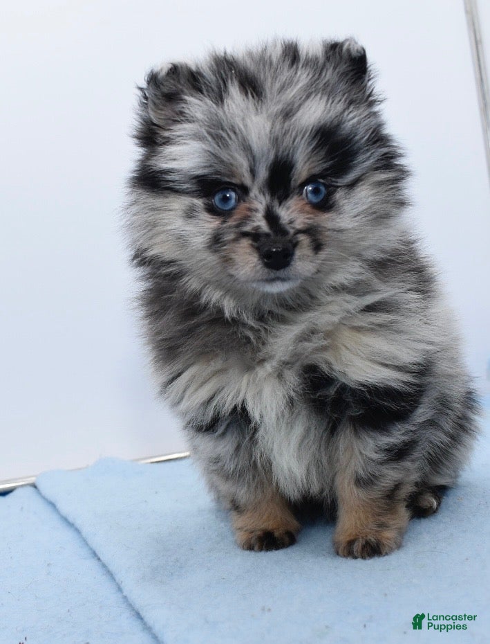 Pomsky dogs Logan - Ad 41