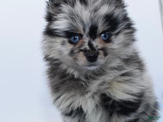 Pomsky dogs Logan - Ad 29