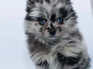 Pomsky dogs Logan - Ad 40