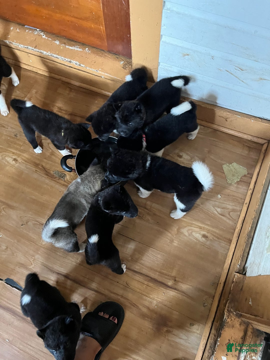 Akita dogs for sale: Akita Puppy 1 - Ad 15