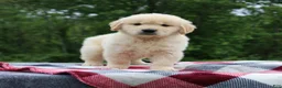 Golden Retriever dogs for sale: Champ - Ad 4