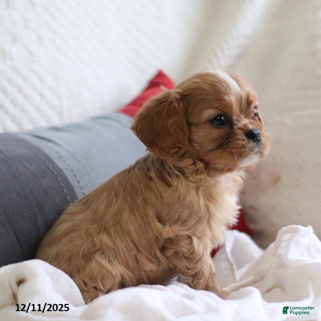 Cavalier King Charles Spaniel dogs for sale: Leo - Ad 3