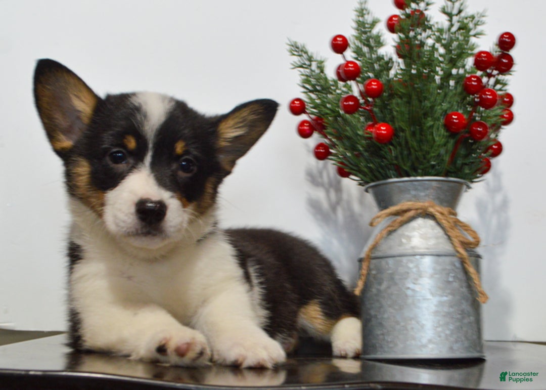 Welsh Corgi Pembroke dogs for sale: Winnie - Ad 4