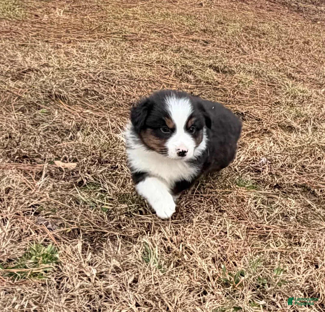 Australian Shepherd dogs for sale: Clyde - Ad 8