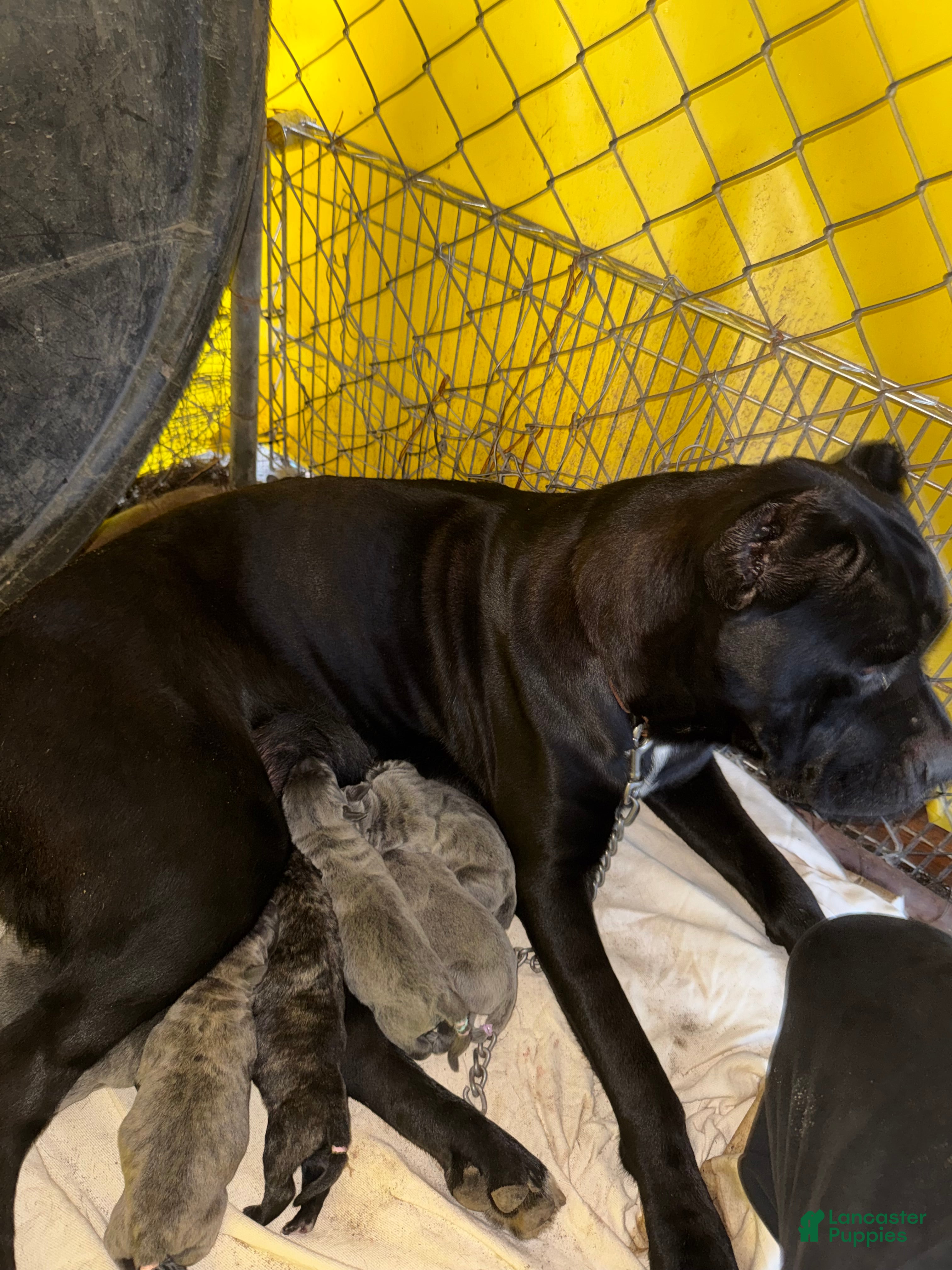 Cane Corso dogs Cane Corso 2 - Ad 30