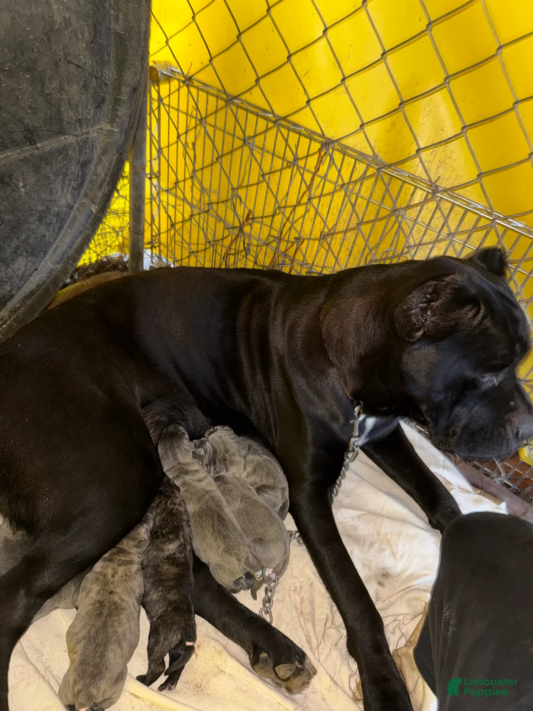 Cane Corso dogs for sale: Cane Corso 2 - Ad 1