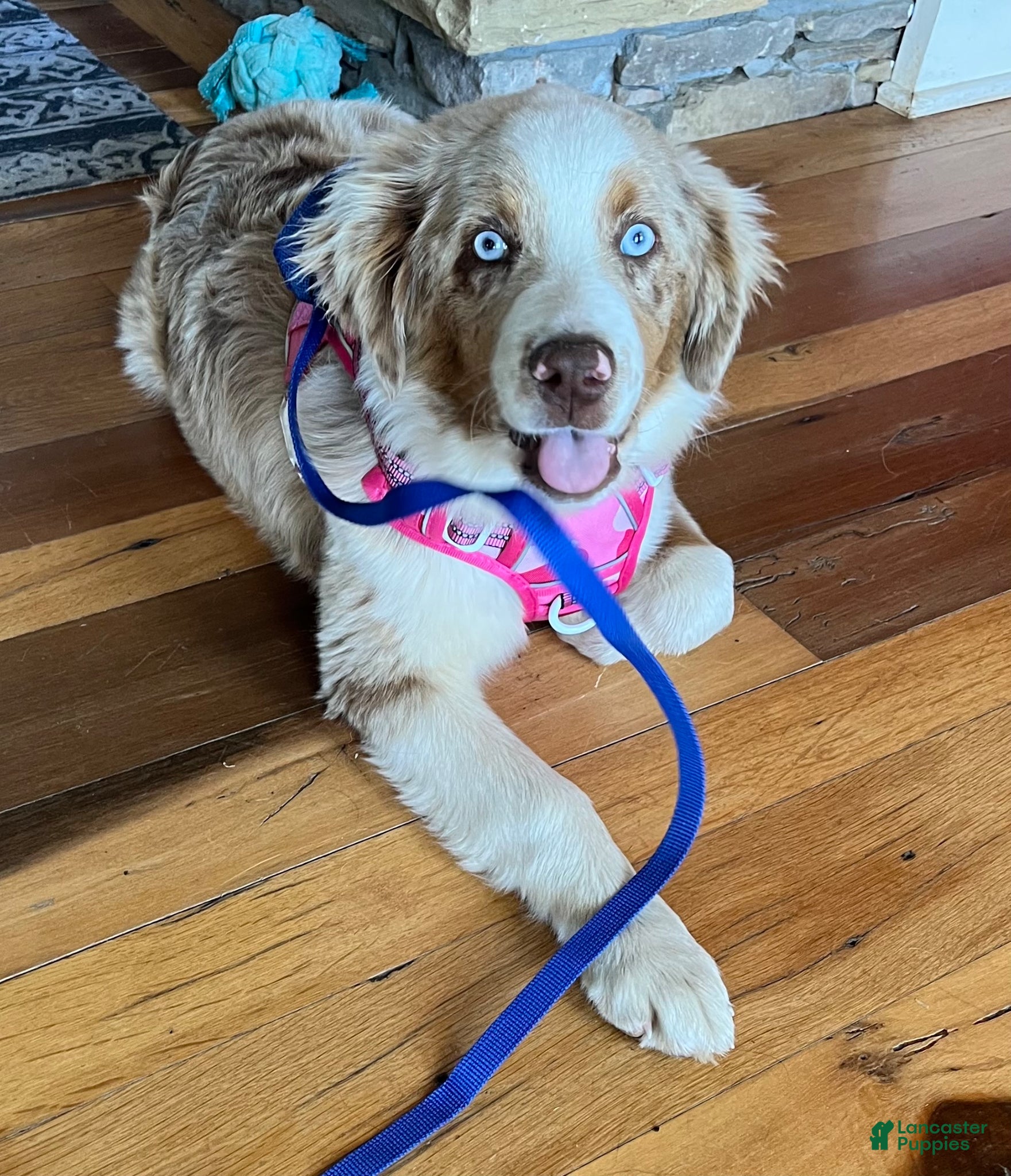 Mixed Breed dogs Honey  - Ad 1