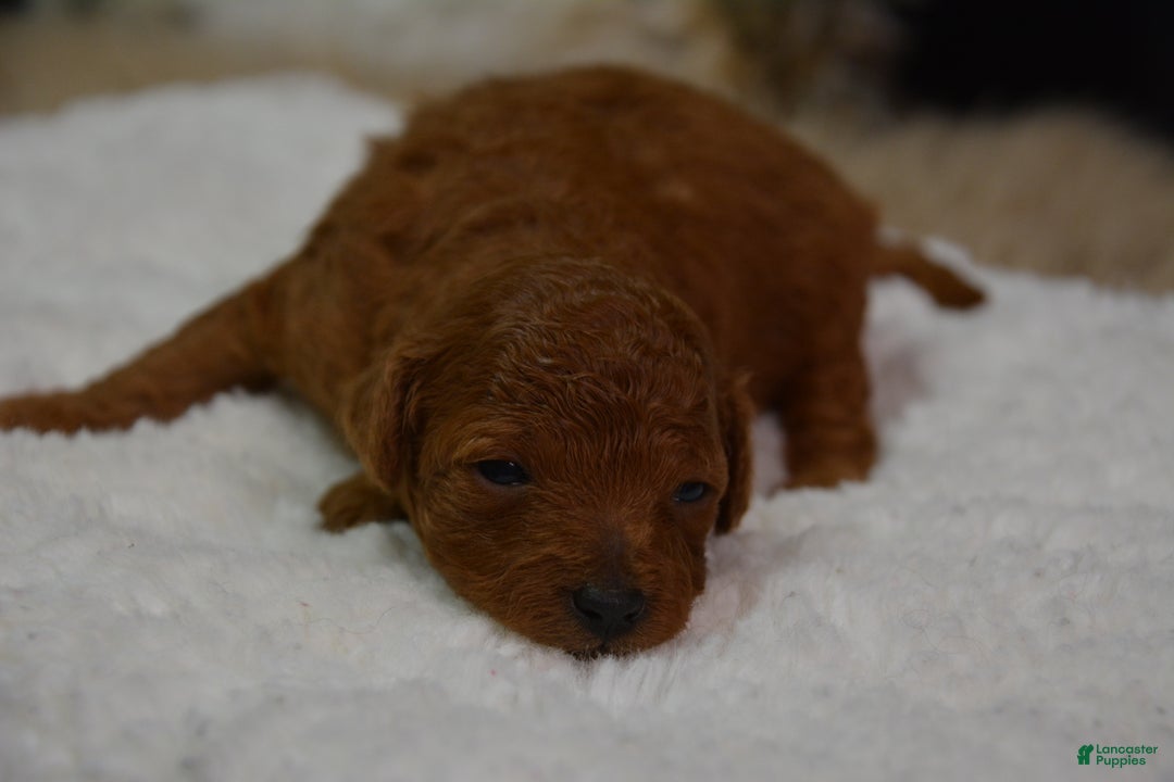 Toy Poodle dogs for sale: Toy Poodle Puppy 2 - Ad 6
