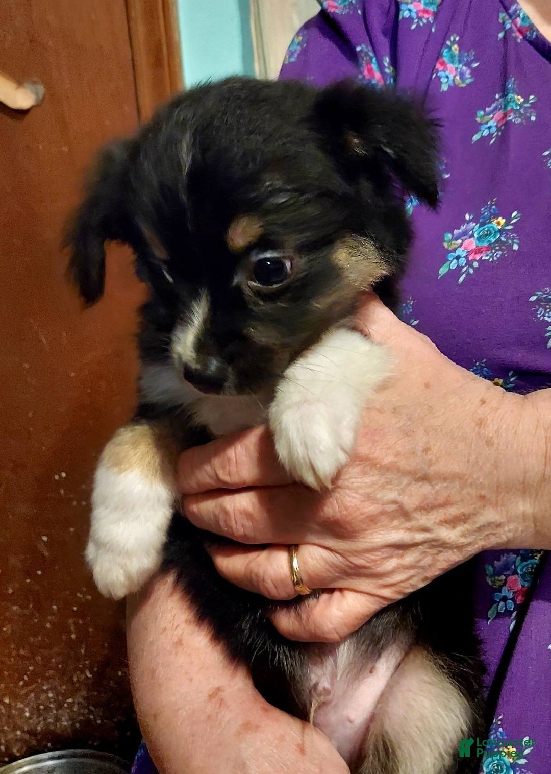 Toy Australian Shepherd dogs for sale: BEAU - Ad 8