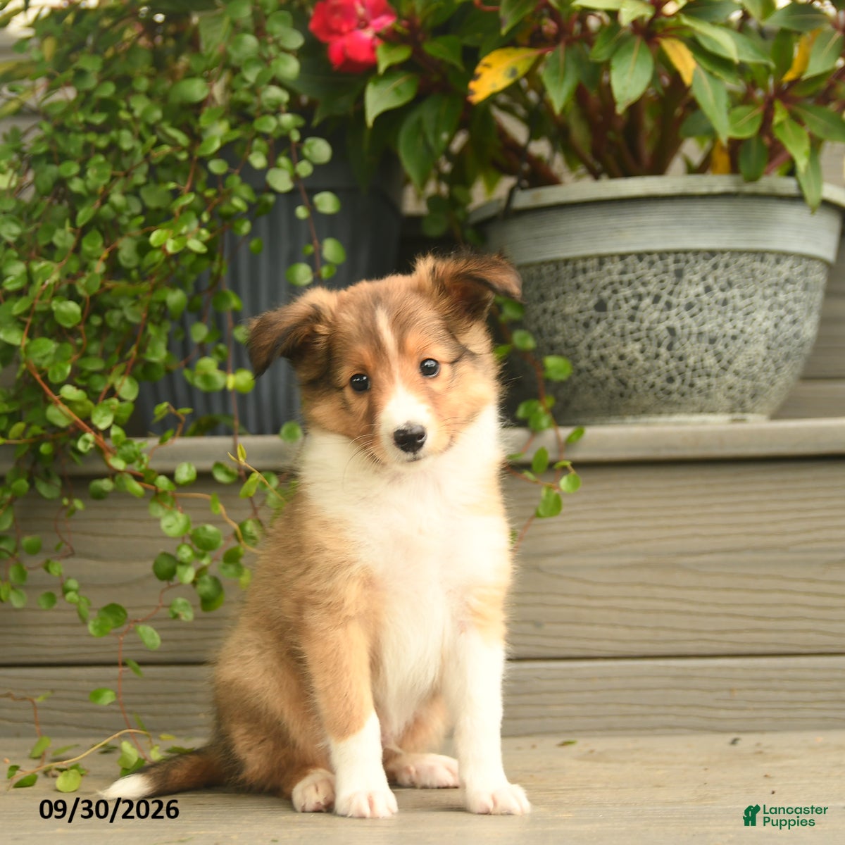 Shetland Sheepdog dogs Jack  - Ad 1
