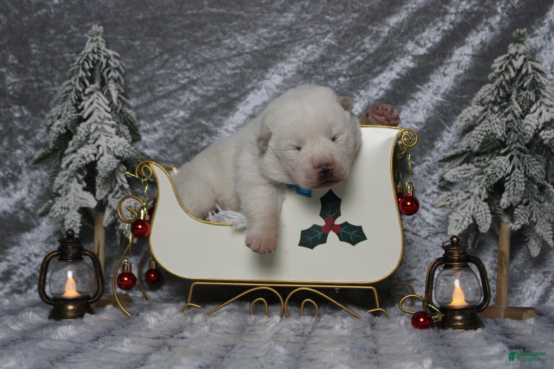 Akita dogs for sale: Jack  - Ad 1