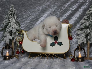 Akita dogs Jack - Ad 2