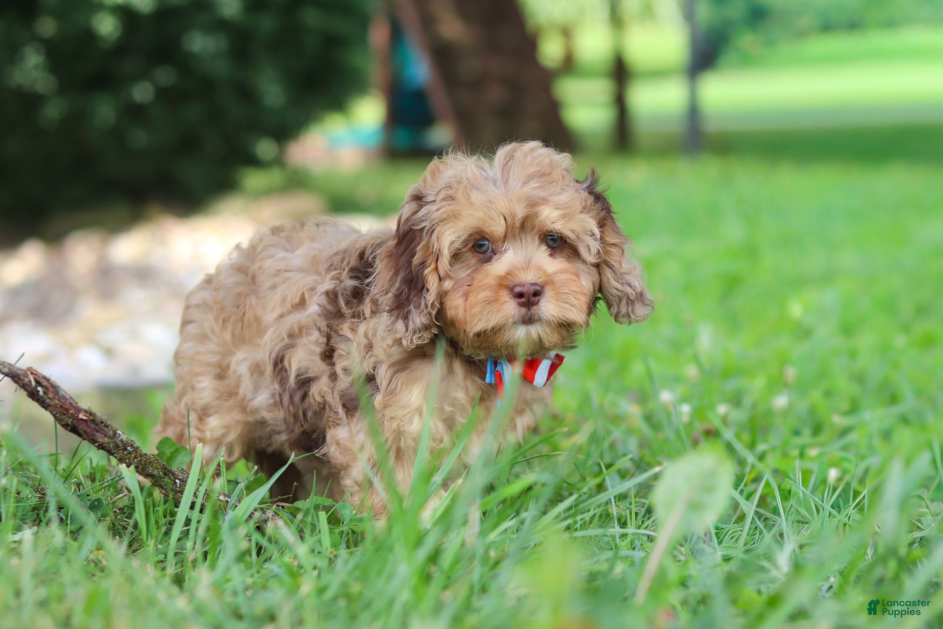 Cavapoo dogs Chico - Ad 1