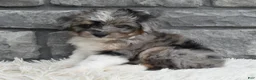 Mini Aussiedoodle dogs for sale: Chief  - Ad 4