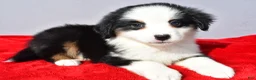 Miniature Australian Shepherd dogs for sale: River - Ad 7