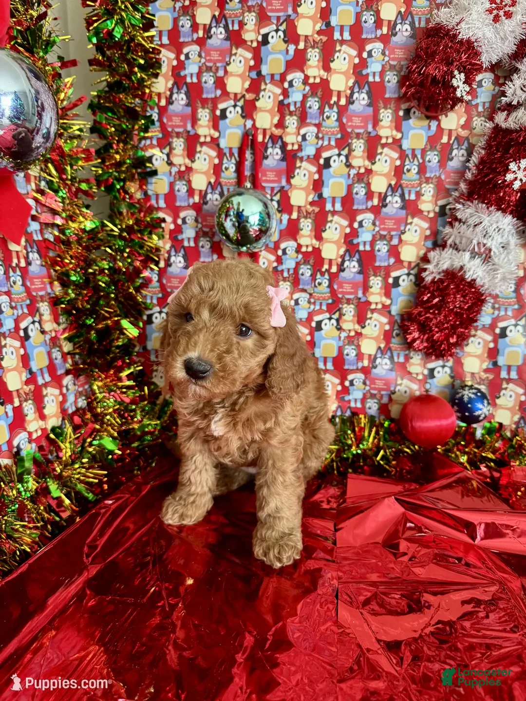 Mini Goldendoodle dogs for sale: Saja - Ad 5