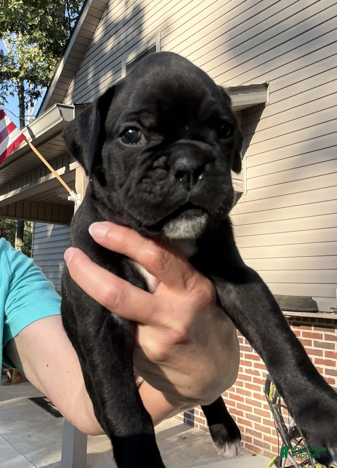 Boxer dogs for sale: Rosa AKC Seal Brindle Boxer - Ad 1