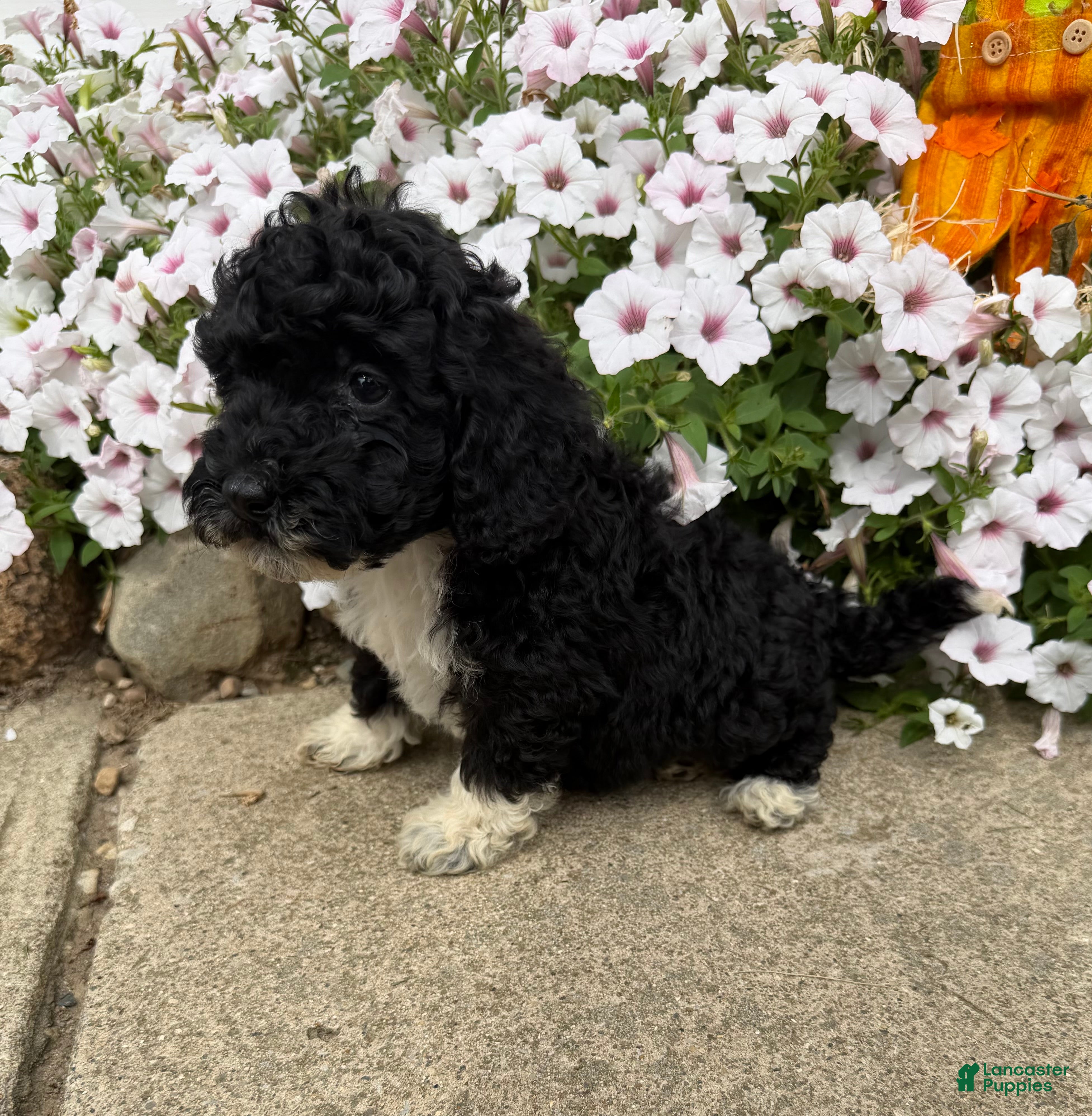 Miniature Poodle dogs Betty - Ad 2