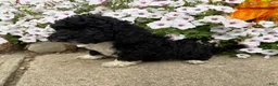 Miniature Poodle dogs for sale: Betty - Ad 2