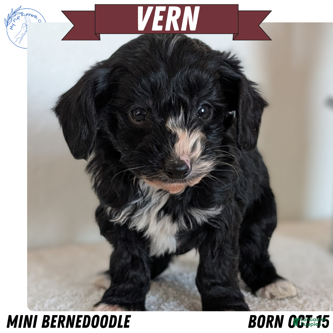 Mini Bernedoodle dogs Vern - Ad 8
