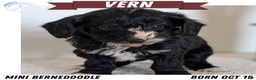 Mini Bernedoodle dogs for sale: Vern - Ad 1
