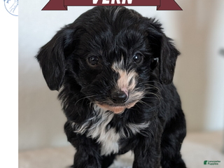 Mini Bernedoodle dogs Vern - Ad 3