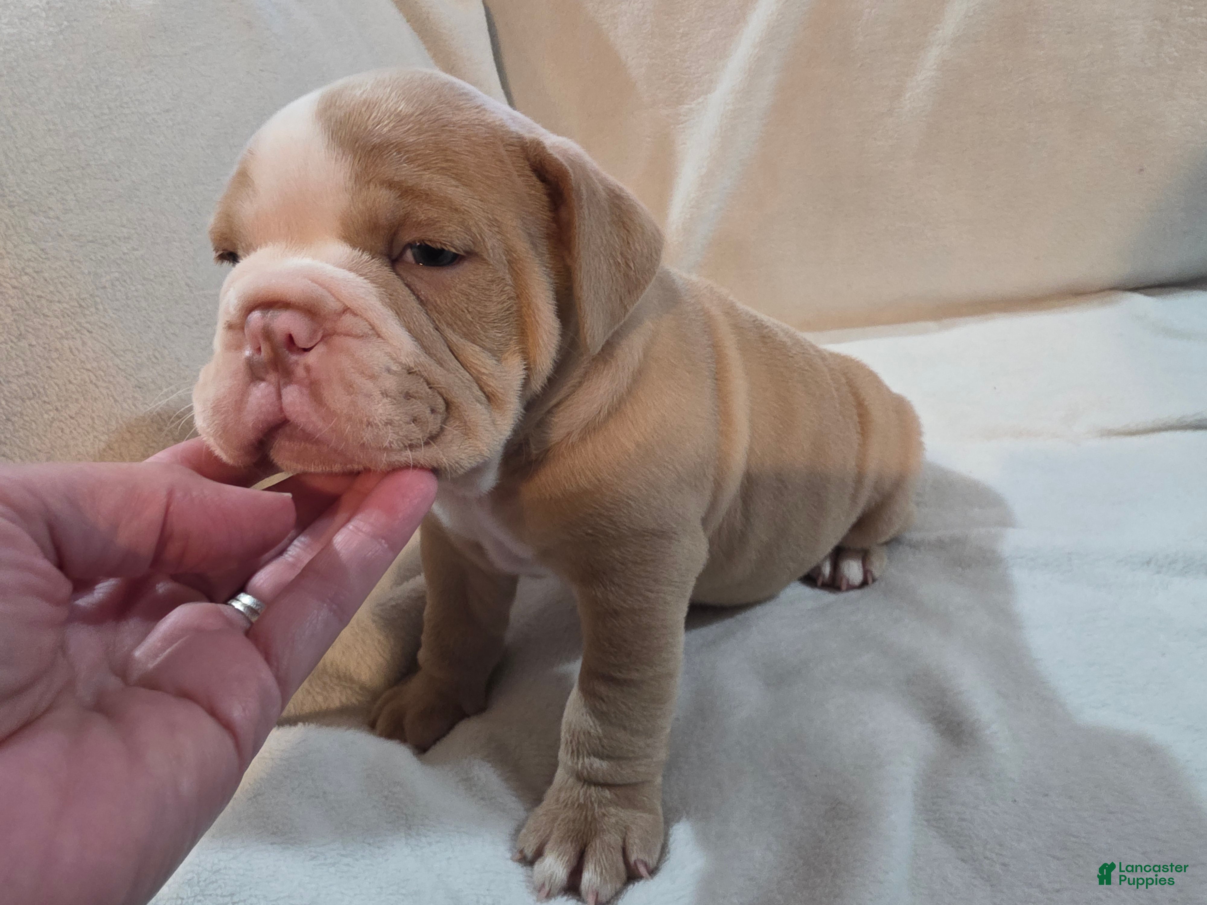 Olde English Bulldogge dogs Olde English Bulldogge Puppy 2 - Ad 3