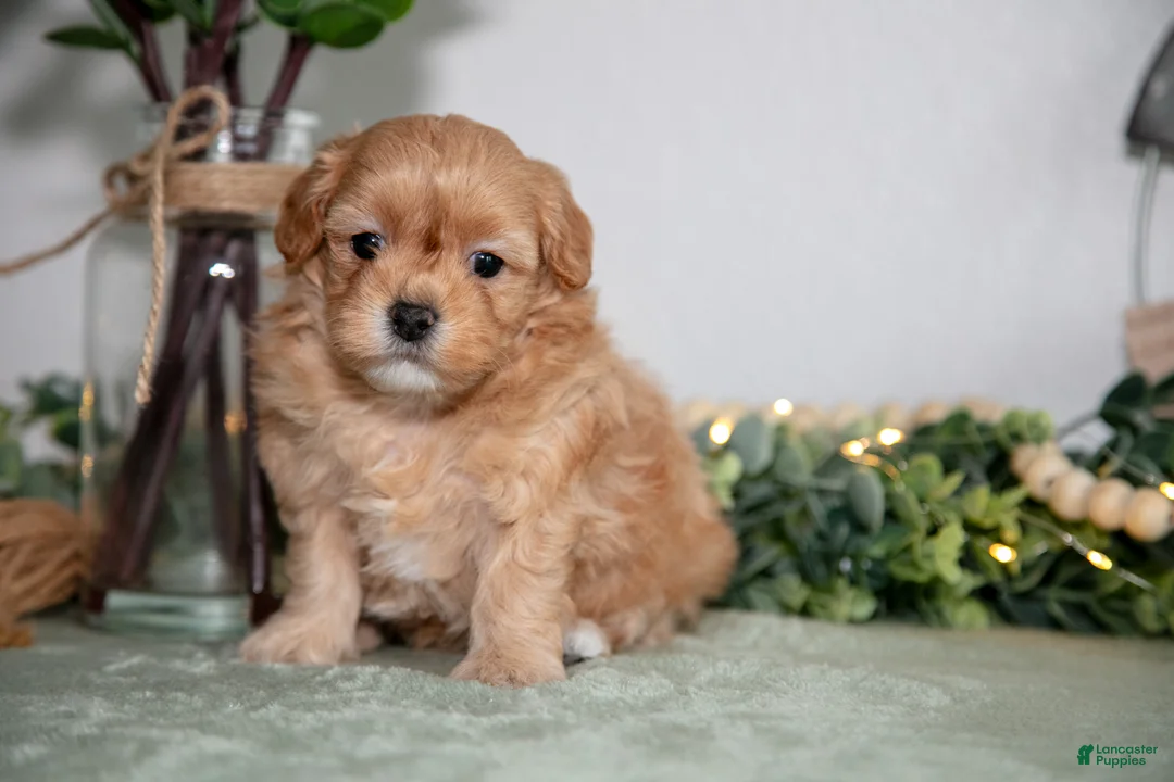 Maltipoo dogs for sale: Joy - Ad 1