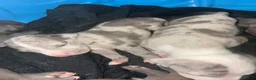 American Bully dogs for sale: American Bully Puppy 2 - Ad 1