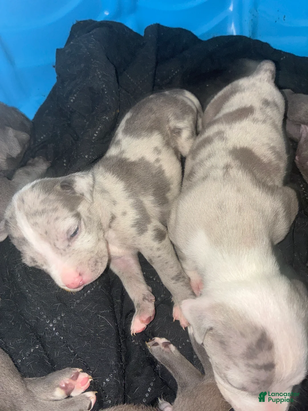 American Bully dogs for sale: American Bully Puppy 2 - Ad 1