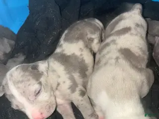 American Bully dogs American Bully Puppy 2 - Ad 33
