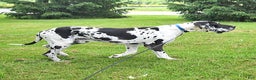 Great Dane dogs for sale: Lincoln - Ad 5
