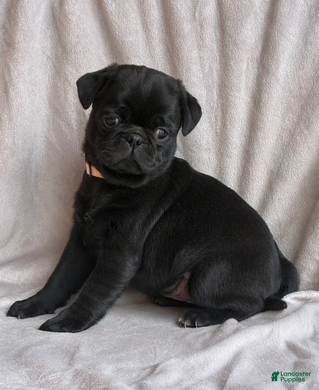 Pug dogs for sale:  Addie - Ad 6